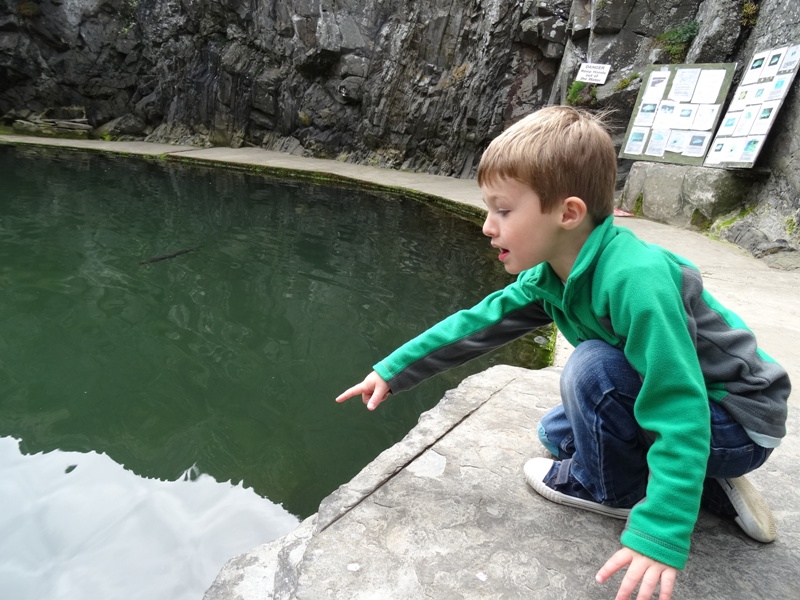 Loving the fish at Port Logan Fish Pond