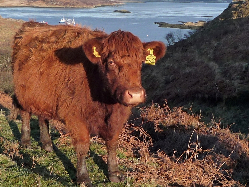 Luing cattle - a cross between a Highland Cow and a Beef Shorthorn