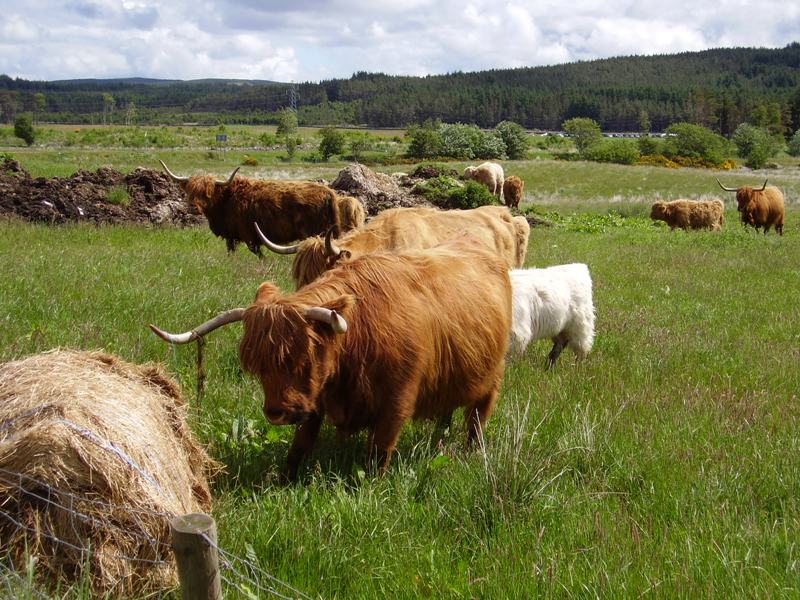 Sample of the colour range of Highland Cows