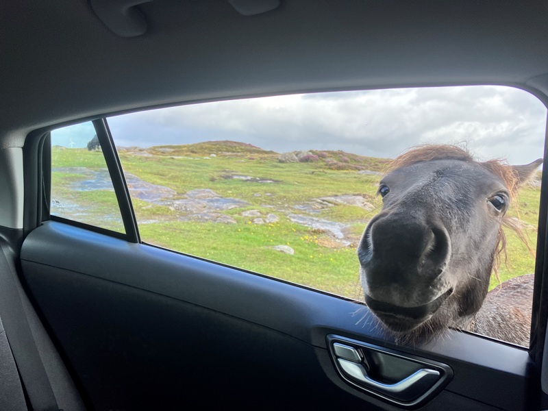Nosey Shetland Pony sticking its head into a car