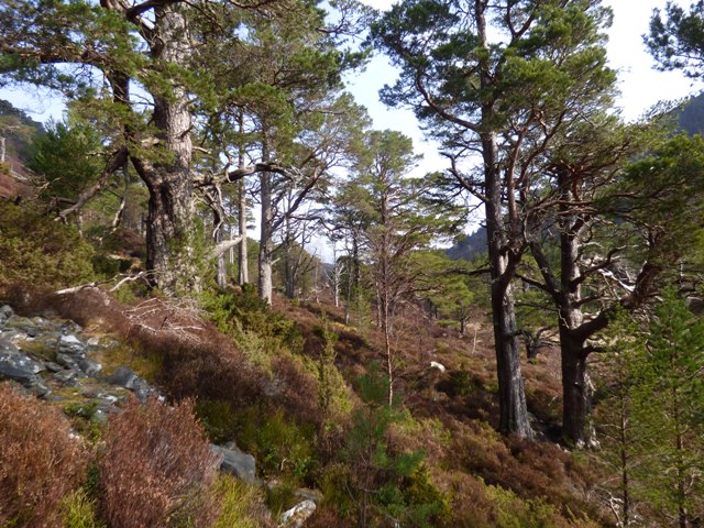 Path through Scots Pines to Lochan Uaine 