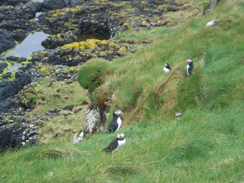 Puffins on Staffa