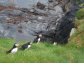 Puffins!