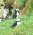 More Puffins!