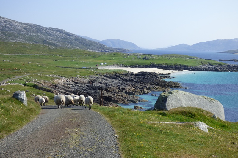 Road to Mealastadh Bay with sheep on the road