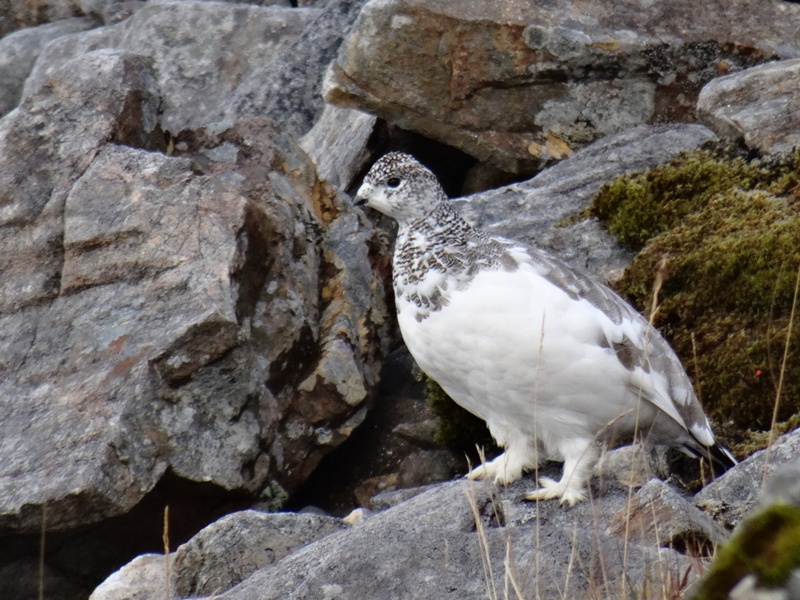 Rock Ptarmigan