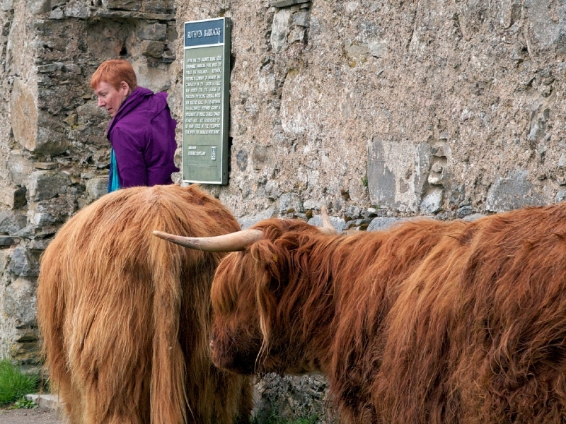 Ruthven Barracks with Hairy Highland Cows