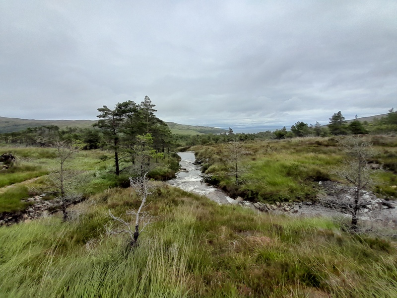 Foot path through Scots Pine Trees on the ascent to Rum Cuillins 