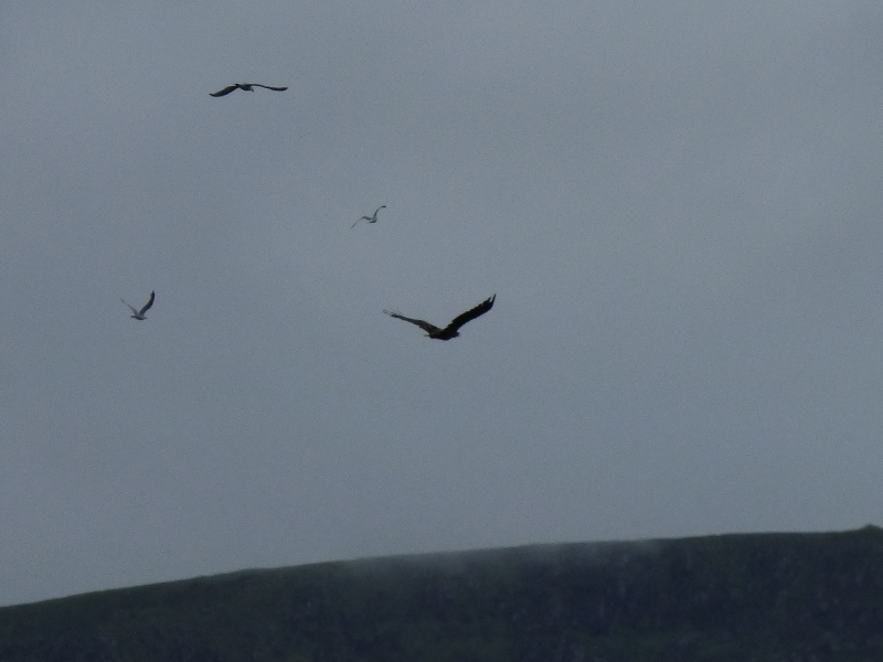 Sea Eagle being chased by 3 seagulls