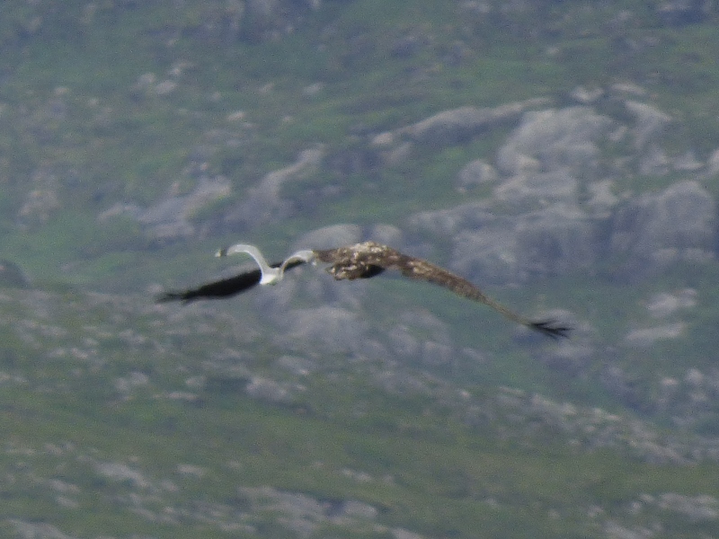 Sea Eagle dwarfing a chasing seagull