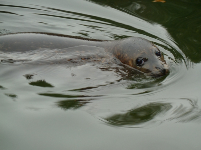 Orphaned Seal Pup at Scottish Seal Sanctuary