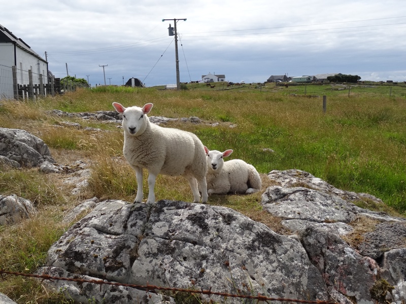 Tiree Sheep Takeover