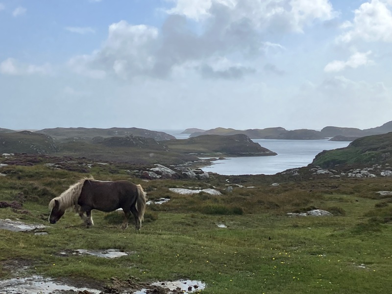 Shetland Pony at Loch Skipport on South Uist