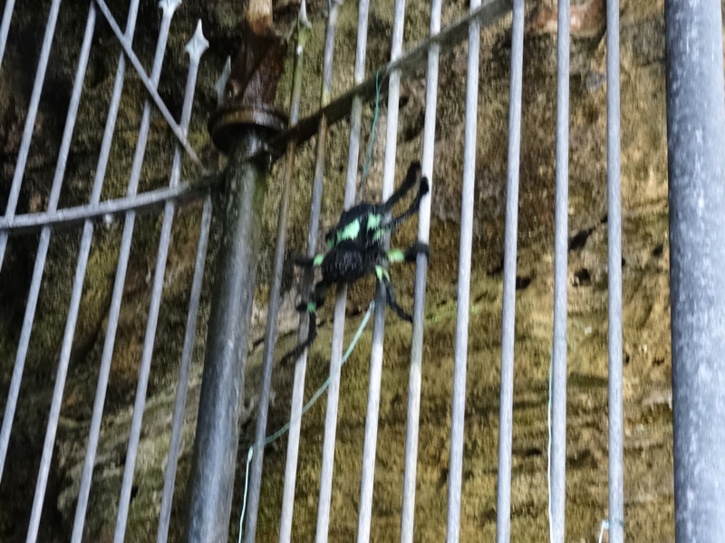 Bruce's Spider at the King's Cave on Arran