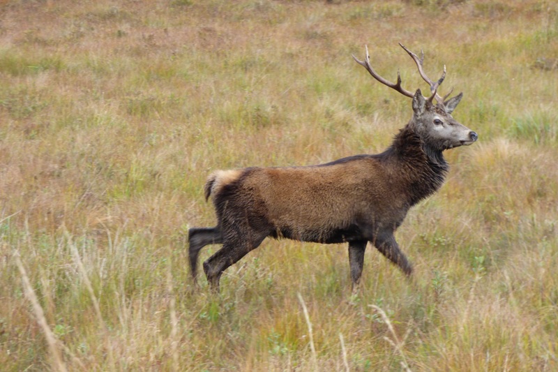 Strutting Stag