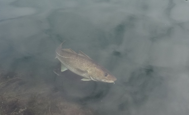 Tame Cod at Logan Fish Pond