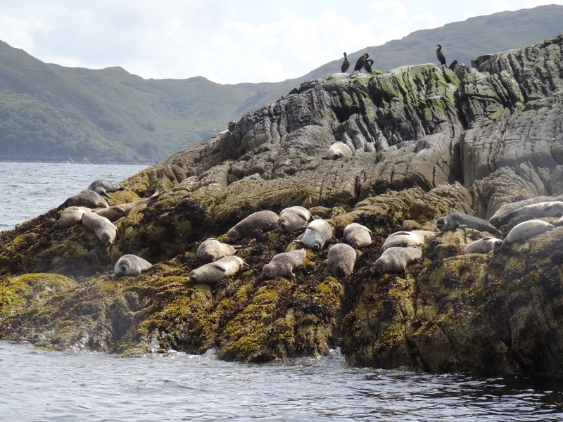 Seal spotting in Loch Nevis