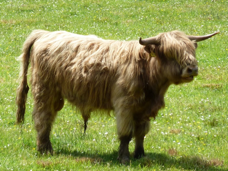 Young male Highland cow with forward pointing horns