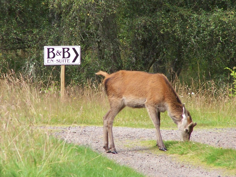 Picture of a red deer grazing in Scotland beside a sign for a B&B Picture of a red deer grazing in Scotland beside a sign for a B&B