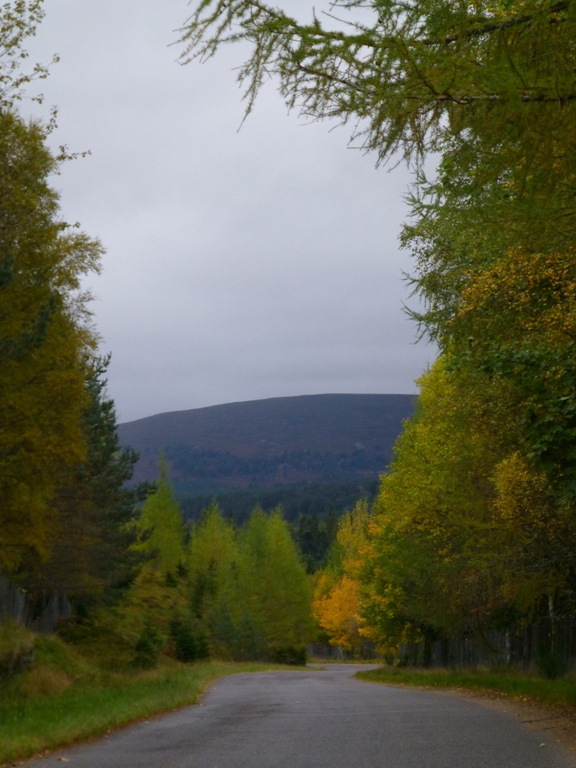 Autumn Golds on Road to Linn o Dee