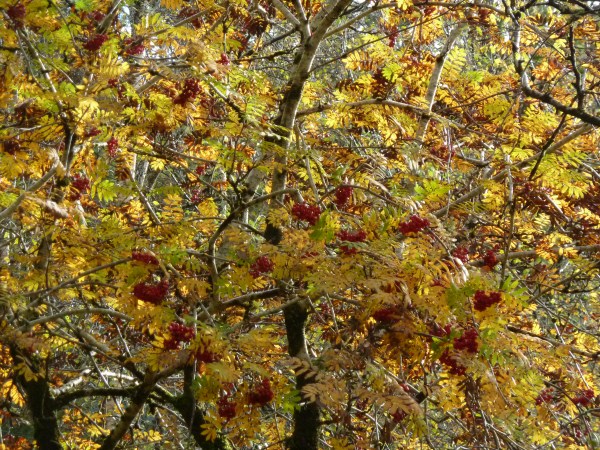 Ariundle forest - Rowan Tree in Autumn colours