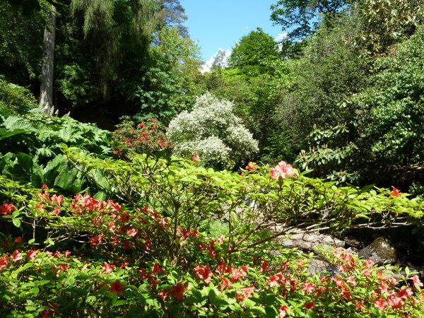 Crarae gardens - looking up the 