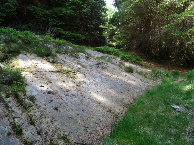 Cup and Ring marked stone in a clearing at Stronach Wood