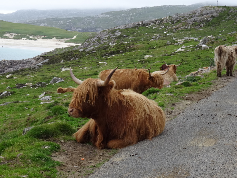 Highland Cow sat on a road in Scotland Highland Cow sat on a road in Scotland