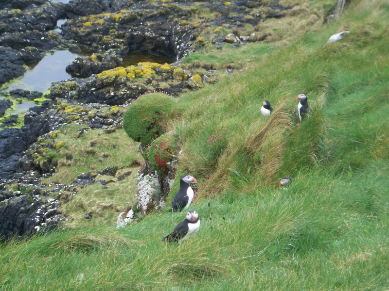 Puffins on Staffa Puffins on Staffa