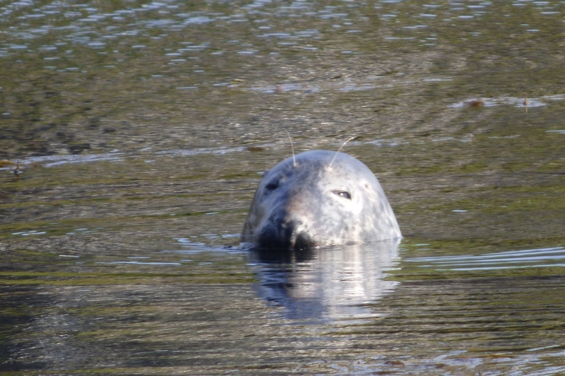Seal in Portnahaven harbour Seal in Portnahaven harbour
