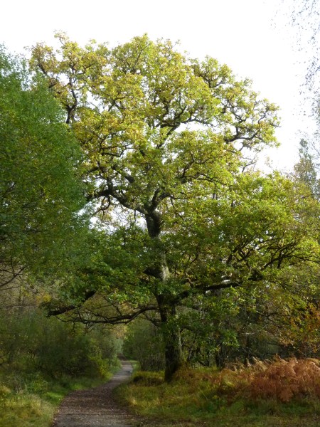 Oak tree on Ariundle Woodland Walk