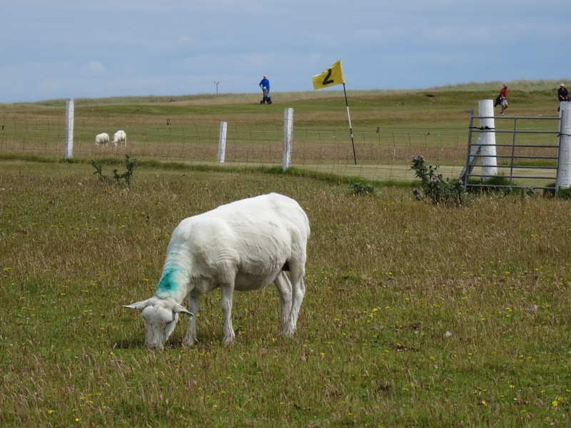 Sheep hazard on Tiree golf course