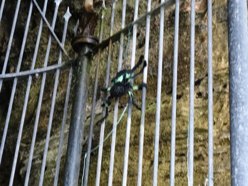 Bruce's Spider at the King's Cave on Arran Bruce's Spider at the King's Cave on Arran