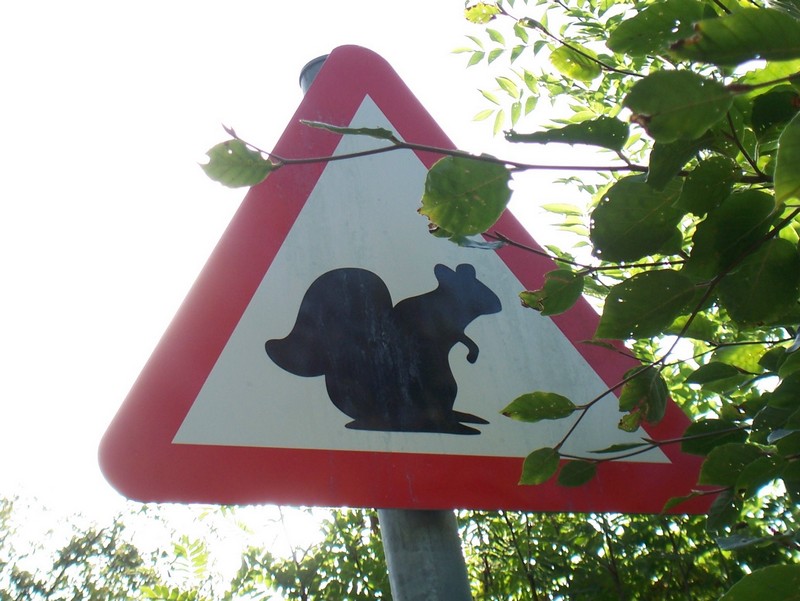 Squirrel Roadkill Danger Squirrel Roadkill Danger